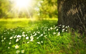 The bottom of a tree surrounded by grass and sunshine appearing in the distance, through more trees